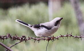 Great Grey Shrike