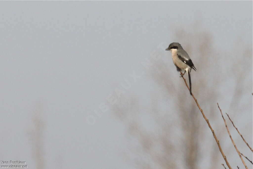 Iberian Grey Shrikeadult, fishing/hunting