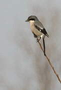 Iberian Grey Shrike