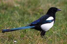 Eurasian Magpie