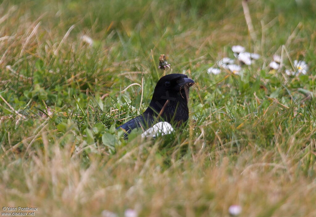 Eurasian Magpieadult