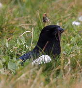 Eurasian Magpie