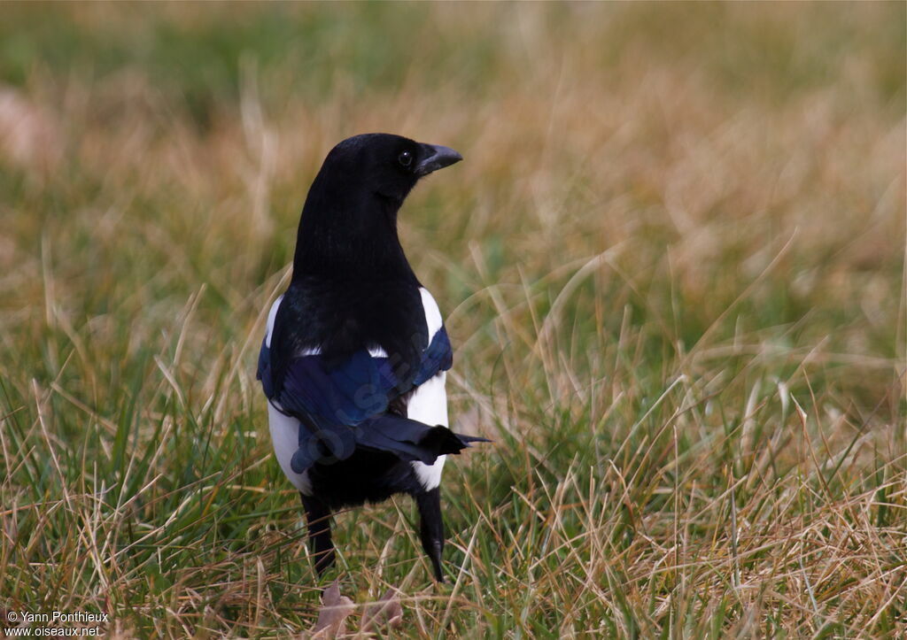 Eurasian Magpieadult