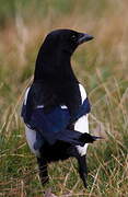 Eurasian Magpie