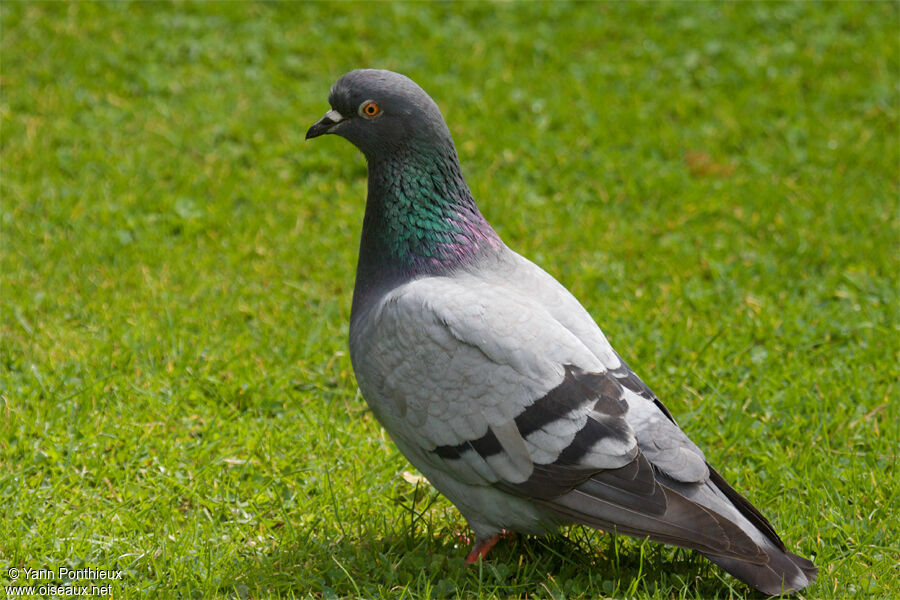 Pigeon biset