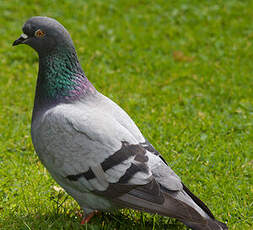 Pigeon biset