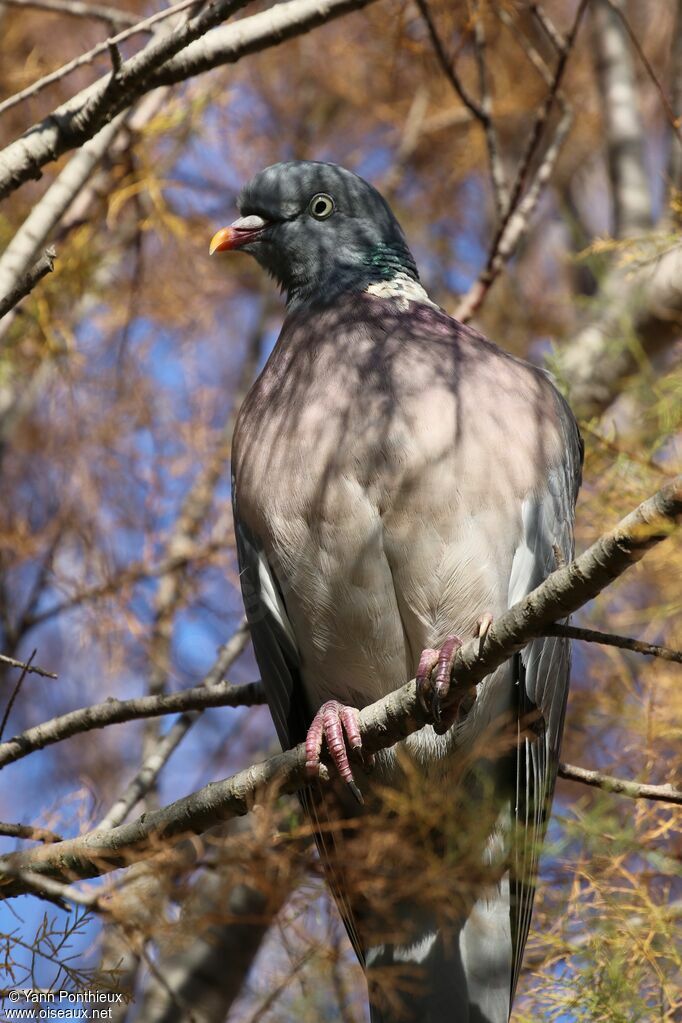 Common Wood Pigeon