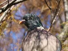 Common Wood Pigeon