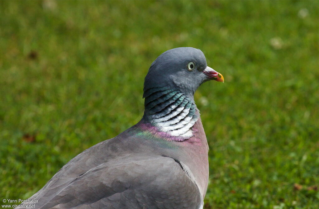 Pigeon ramieradulte nuptial