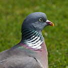 Pigeon ramier