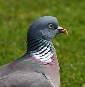 Common Wood Pigeon