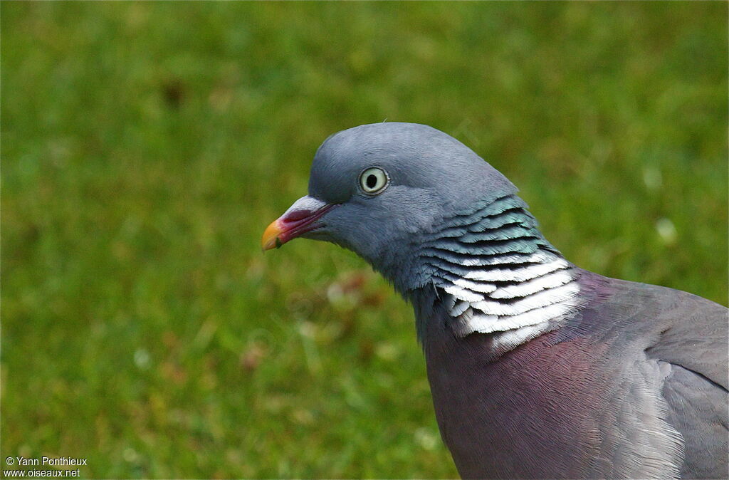 Pigeon ramieradulte nuptial