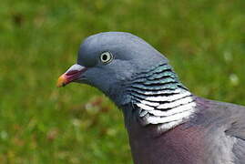 Common Wood Pigeon