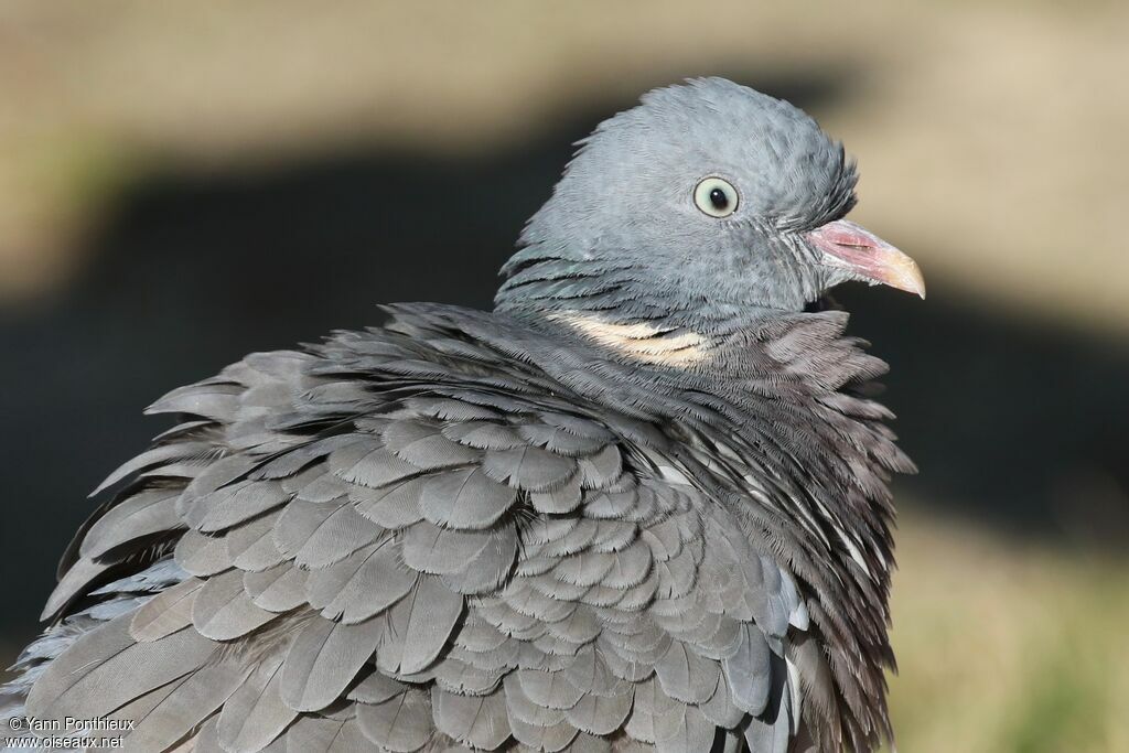 Common Wood Pigeon