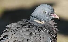 Common Wood Pigeon