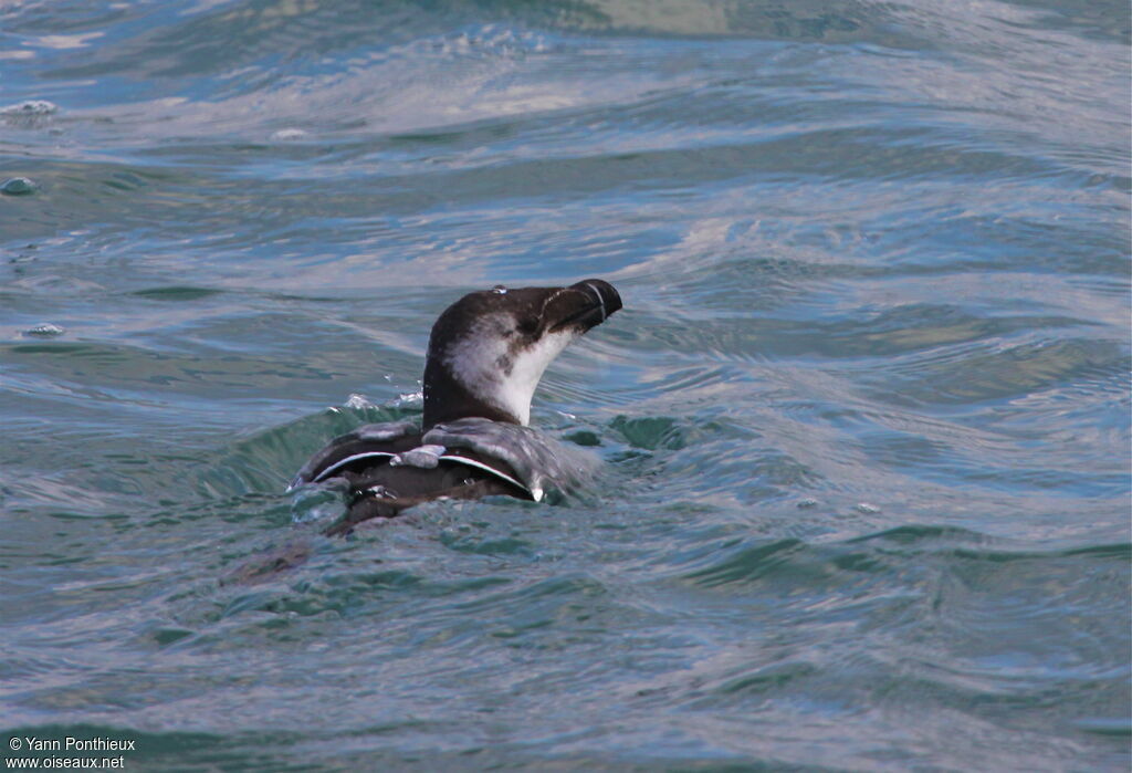 Pingouin tordaadulte internuptial