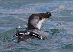 Razorbill