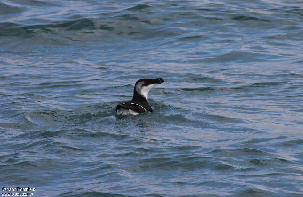 Pingouin tordaadulte internuptial