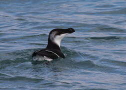 Pingouin torda