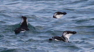 Razorbill