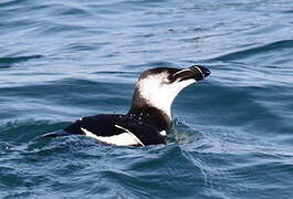 Razorbill