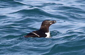 Razorbill