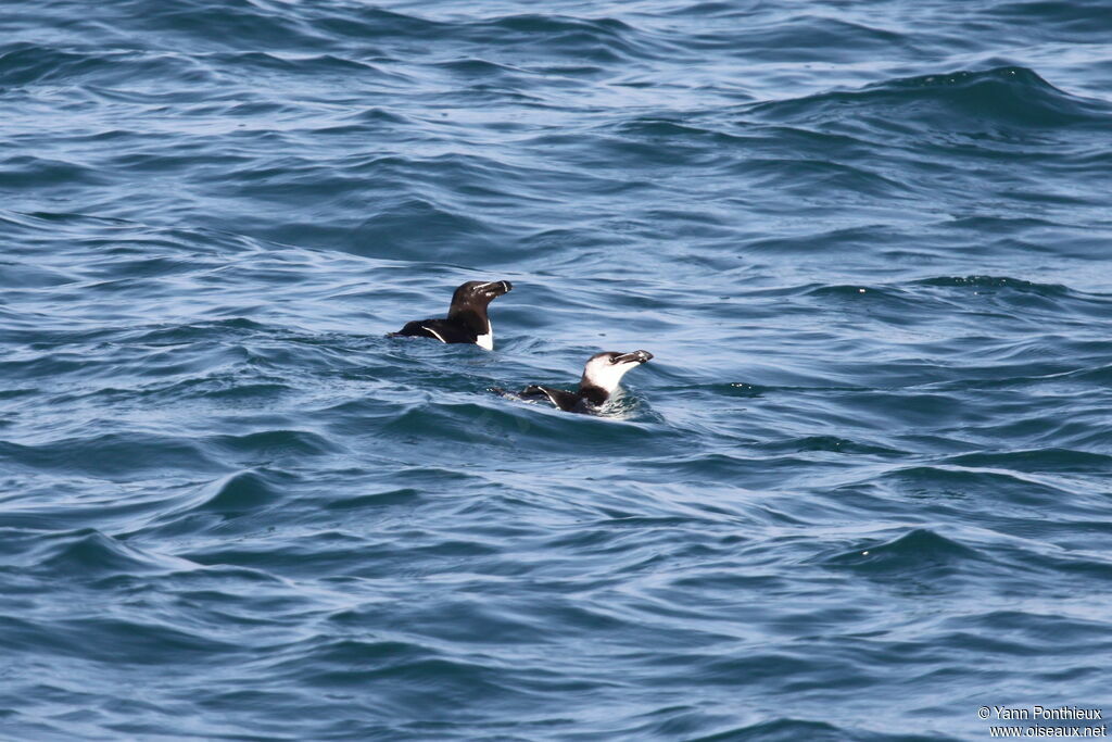 Razorbill