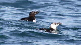 Razorbill