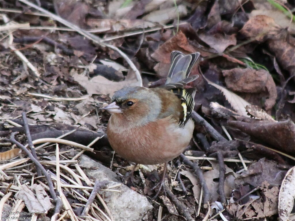 Common Chaffinchadult post breeding