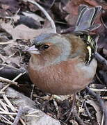 Common Chaffinch