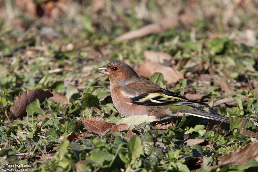 Common Chaffinch male adult post breeding