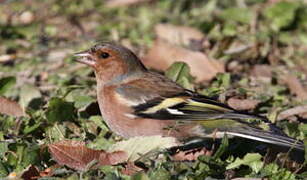 Eurasian Chaffinch