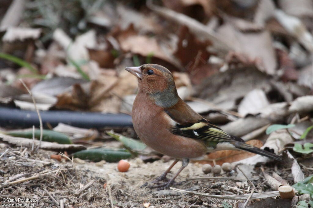 Eurasian Chaffinch male adult post breeding