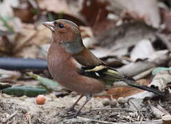 Eurasian Chaffinch