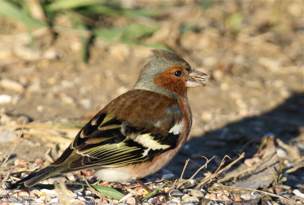 Common Chaffinch male adult post breeding