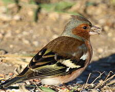 Common Chaffinch