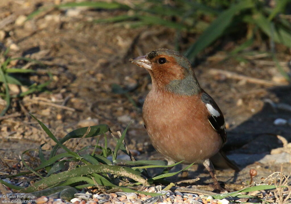 Common Chaffinch male adult post breeding