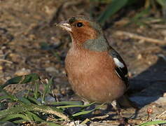 Eurasian Chaffinch