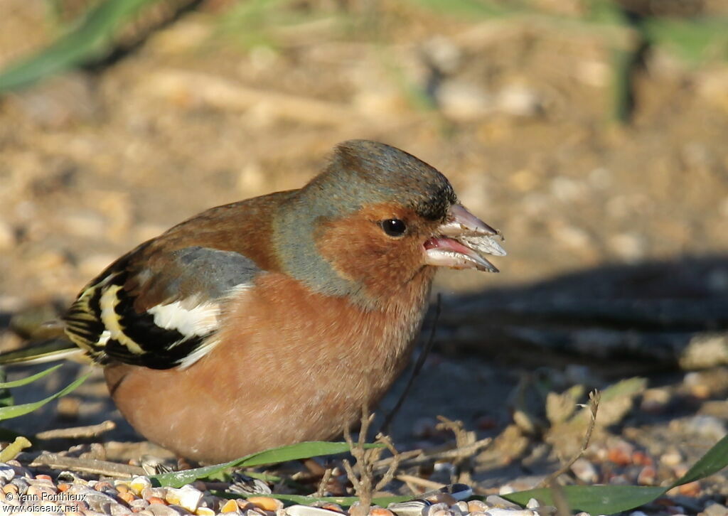 Common Chaffinch male adult post breeding