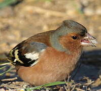 Common Chaffinch