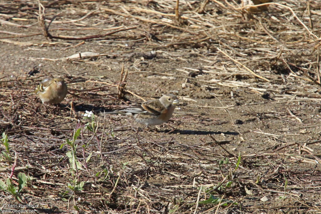 Brambling