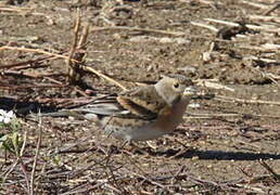 Brambling