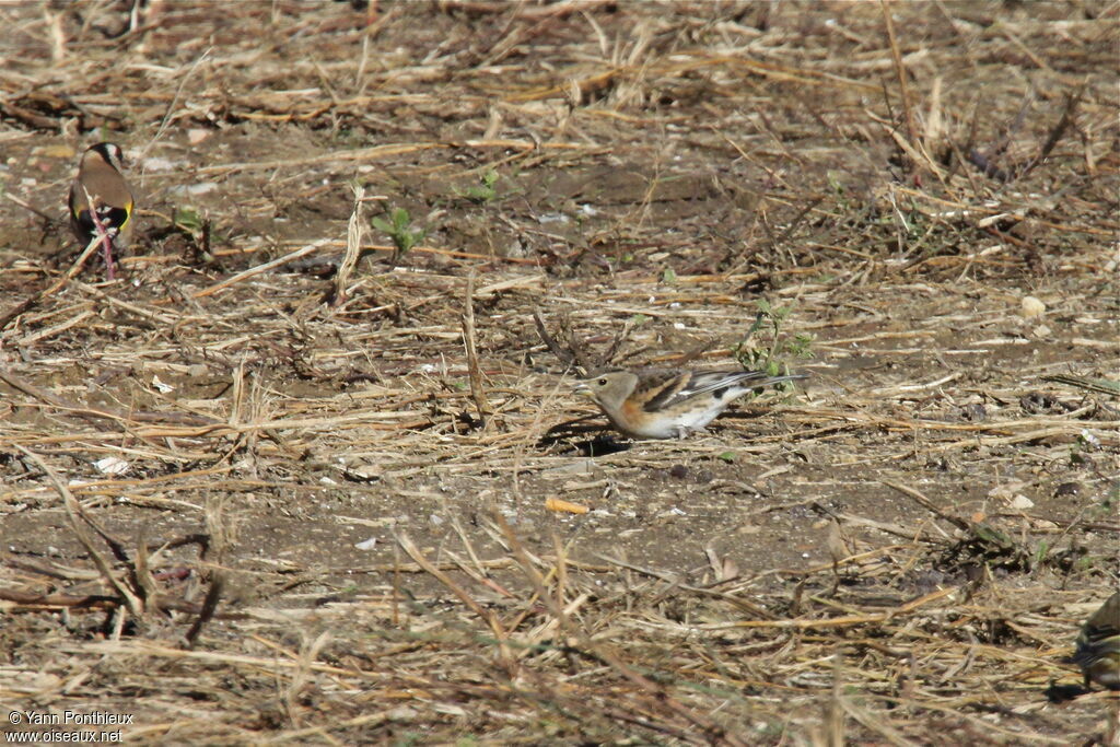 Brambling