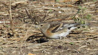 Brambling