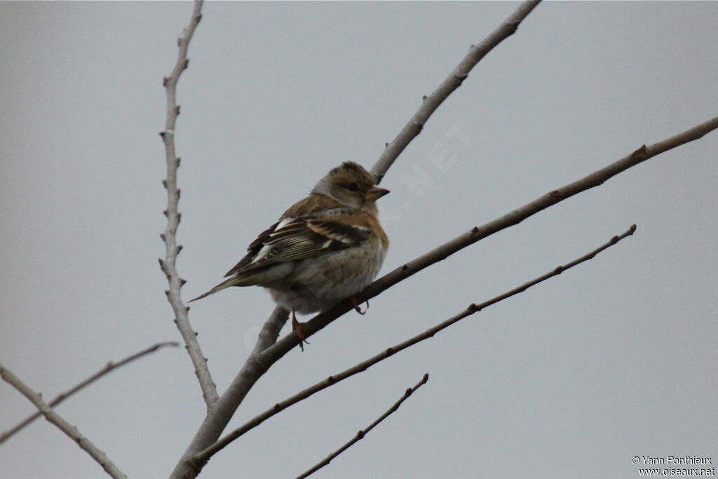 Brambling