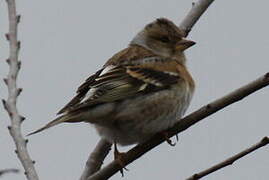 Brambling