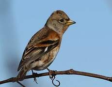 Brambling