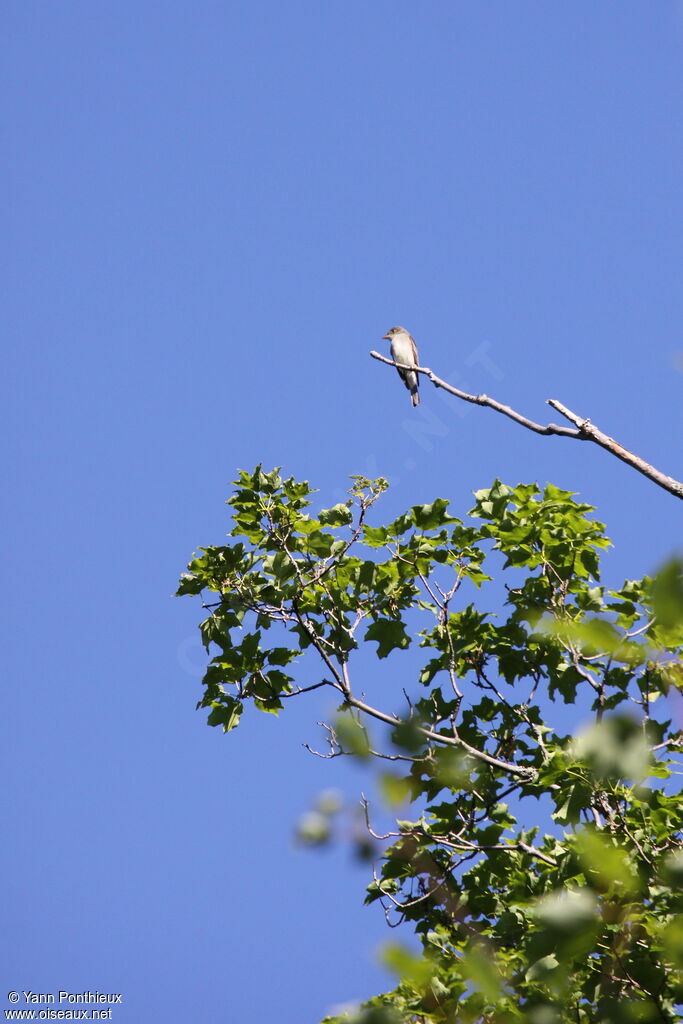 Eastern Wood Peweeadult breeding