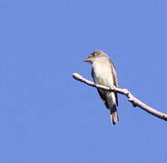 Eastern Wood Pewee