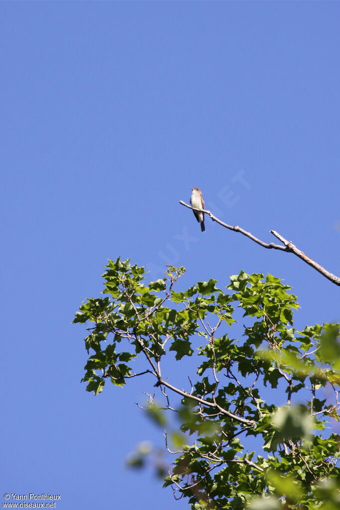 Eastern Wood Peweeadult breeding, song